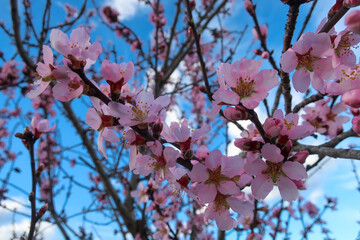 Pink and white almond blossom against a dark blue sky, Costa Blanca, Spain
