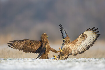Predators fighting in the meadow, Common Buzzard