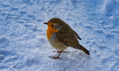 Rotkelchen im Winter