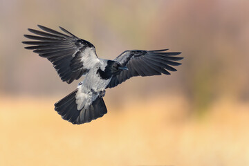 Flight over the meadow, Hooded Crow