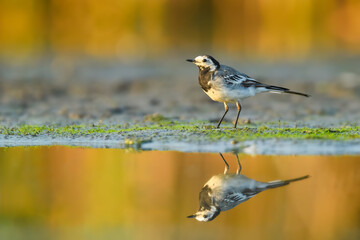 Looking for food in the water, White Wagtail