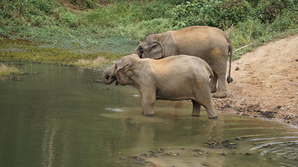 Fototapeta premium two elephants drinking water in the Elephant Conservation Center in Sayaboury, Laos, February