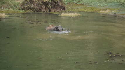 an elephant swimming in a lake in the Elephant Conservation Center in Sayaboury, Laos, February