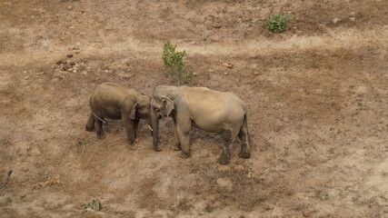 Fototapeta premium elephants standing together in the Elephant Conservation Center in Sayaboury, Laos, February