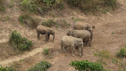 Fototapeta premium elephants standing together in the Elephant Conservation Center in Sayaboury, Laos, February