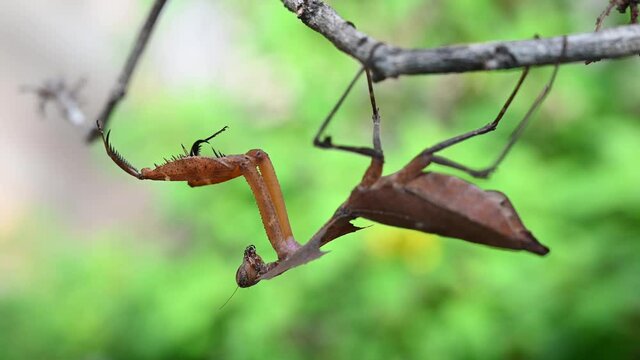 Dead Leaf Mantis, Deroplatys desiccata; a 4K footage sliding to the right of the frame of an individual hanging under a dry twig.