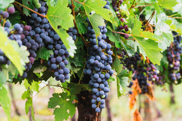 vineyards and grapes next to mountains in Argentina