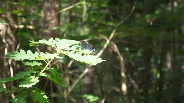 Dragonfly is sitting on a green leaf