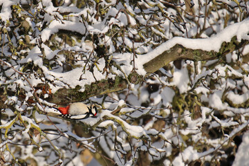 Buntspecht unter einem schneebedeckten Ast