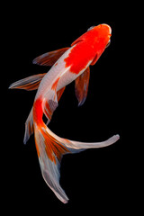 Naklejka premium Koi fish Carp fishs moving in the pond black background