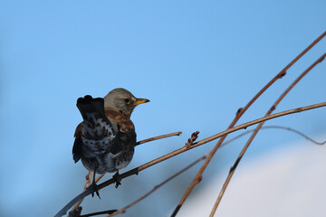 Drossel Turdus pilaris auf einem Zweig