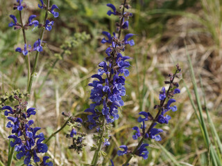 (Salvia pratensis) meadow clary or meadow sage. Bluish-violet flowers stalks in lax spike with dark brown calyx and long-tubed lips, aromatic green rugose leaves toothed on edges 