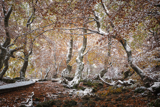 Autumn Forest With First Snows