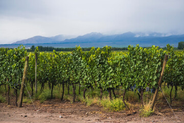 Fototapeta na wymiar vineyards and grapes next to mountains in Argentina