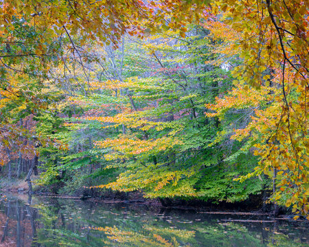 Canopy of fall colors along river bank in New Jersey