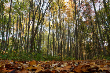 Autumn forest view with leaves in the foreground
