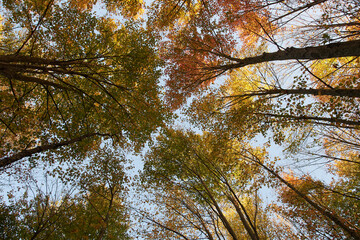 Upward view of trees in autumn with fall colored leaves