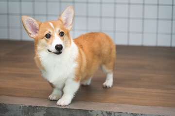 Corgi dog sit indoor, high resolution image