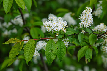 Blossoming bird cherry. Flowers bird cherry tree. Branch of bird cherry in front of blue sky. Copy space. Flowering bird cherry tree.