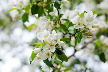 Fototapeta premium White blossoming apple trees in the sunset light. Spring season, spring colors