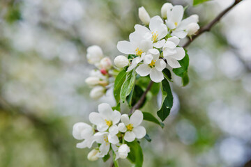 White blossoming apple trees in the sunset light. Spring season, spring colors