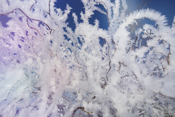 Eiskristalle, Schneeflocken und Schnee auf Ästen, Bäumen und Pflanzenstängel - an einem sonnigen, eiskaltem Wintertag
