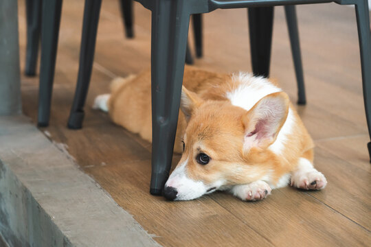 Corgi dog sit indoor, high resolution image