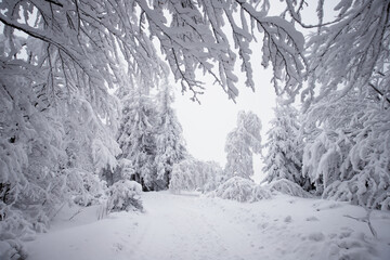 Białe drzewa. Krajobraz zimowy, góry Beskidy, Polska	