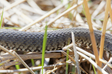 Closeup of the body of a Pecker or Grass snake crawling in the reed