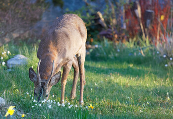 Deer rooster with horn in the garden