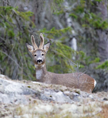 Male Roe Deer with horn in the forest
