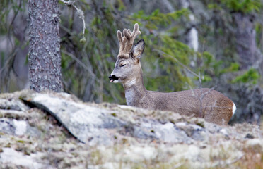 Male Roe Deer with horn closing his eyes in the forest