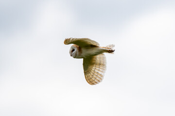 Barn Owl (Tyto alba) flying and hunting