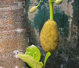 Isolated heavy Jackfruit hangs in the tree trunk, raw fruit grows to ideal size to pick off from...