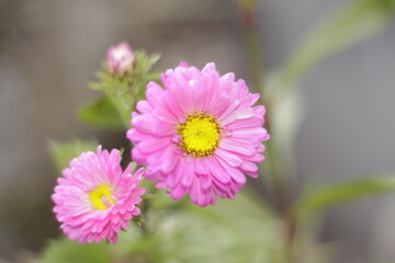 Obraz premium A pink flower.