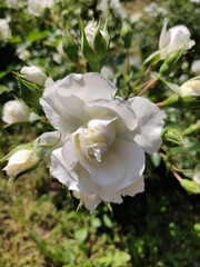 blooming white rose in a garden