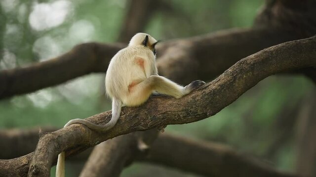 Gray or Hanuman langurs or indian langur or monkey baby in natural monsoon green background during monsoon season safari at ranthambore national park or tiger reserve rajasthan india - Semnopithecus