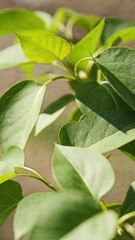 Green leaves. Background image.