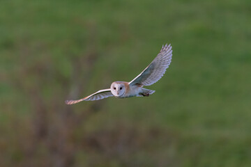 Barn Owl (Tyto alba) flying and hunting