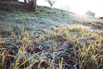 Naklejka premium Frosty morning in late Autumn, low angle with leaves on grass