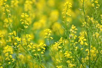 Obraz premium Wild turnip (Barbarea vulgaris) blooms in nature