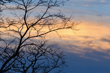Baum und Wolken 
