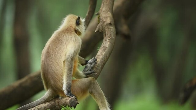 Close up shot of Gray Hanuman langurs or monkey in natural monsoon green background during monsoon season safari at ranthambore national park or tiger reserve rajasthan india - Semnopithecus