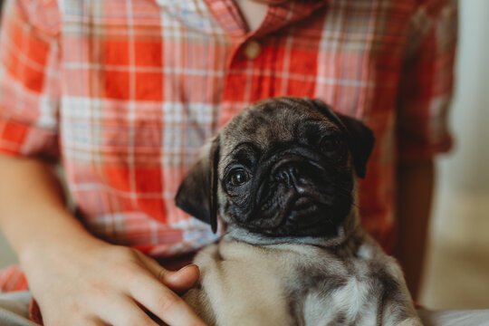 Pug Puppy