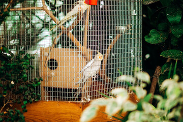 Two yellow-gray winged parrots. Wild birds in a cage among exotic plants