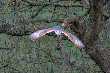 Barn Owl (Tyto alba) flying and hunting