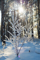 Winter. Snow. Cold.