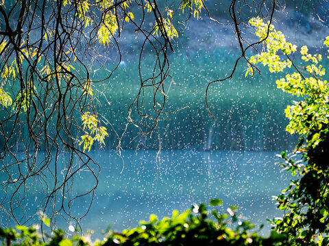 Hanging trees and plants in Guadalquivir River and cloud of mosquitoes