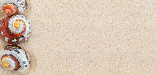Fototapeta na wymiar Brown sea shells nautilus on clean white sand, copy space, top view, banner