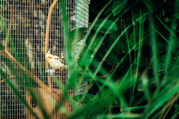 Yellow-gray winged parrot. Wild bird in a cage.